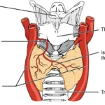 A diagram of the thyroid
