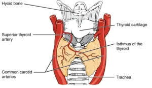 A diagram of the thyroid