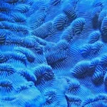 Some abstract blue fuzzy things that defy explanation
