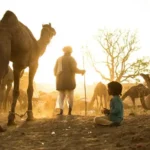 Nomads with a camel at sunset sunrise