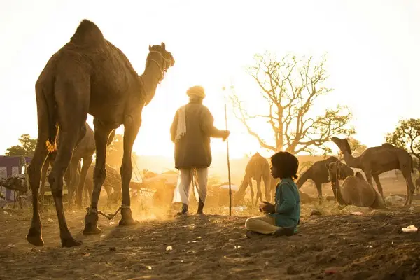 Nomads with a camel at sunset sunrise
