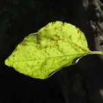 A green leaf beginning to die off