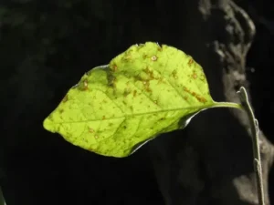 A green leaf beginning to die off