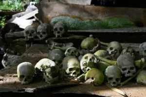 A collection of skulls
