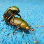 Two cockroaches humping
