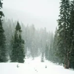 A barren snowy forest