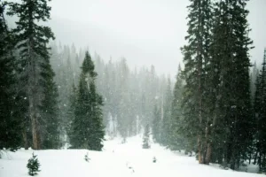A barren snowy forest