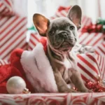 A french bulldog sitting in front of a pile of christmas presents