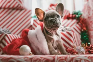 A french bulldog sitting in front of a pile of christmas presents