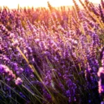 a field of purple plants at sunset sunrise