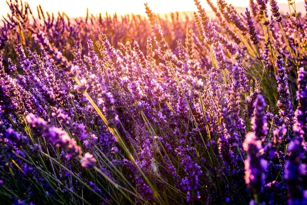 a field of purple plants at sunset sunrise