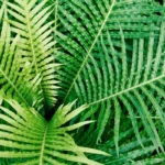 A close up of a plant
