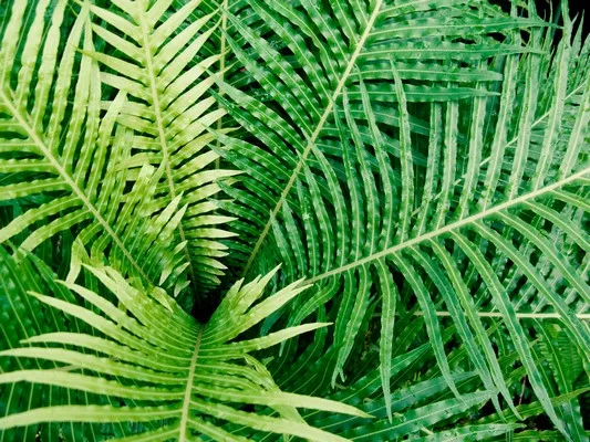 A close up of a plant