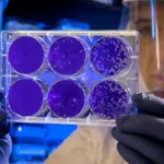 A scientist and six purple petri dishes