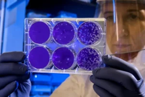 A scientist and six purple petri dishes