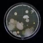 A petri dish